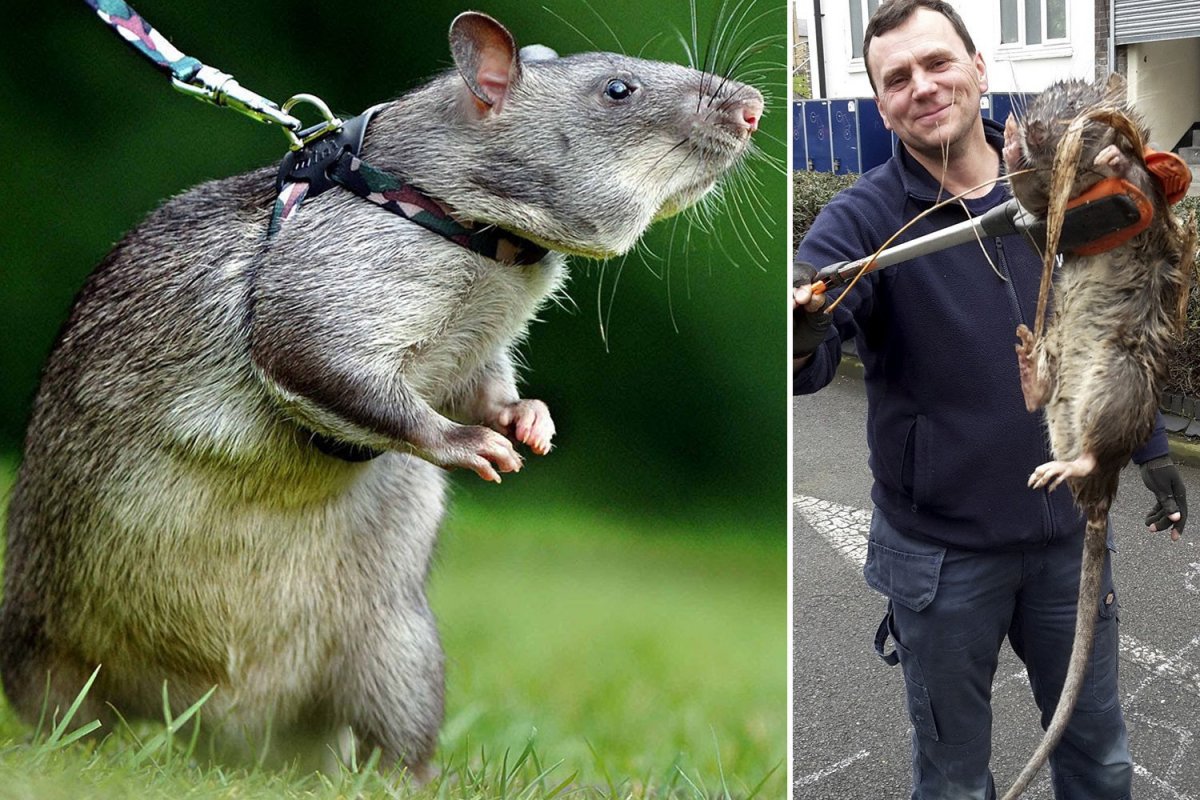 Парочка крыс