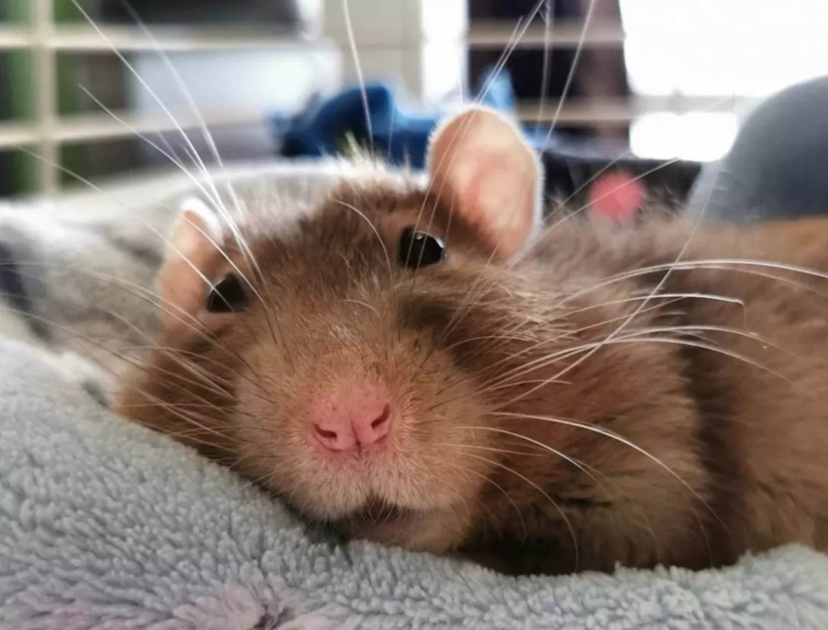 Гигантская Африканская сумчатая крыса