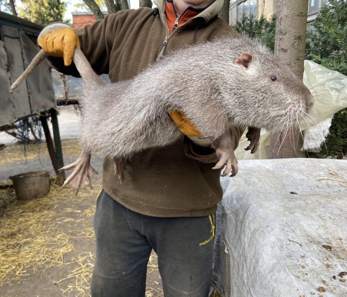 Декоративная крыса черная