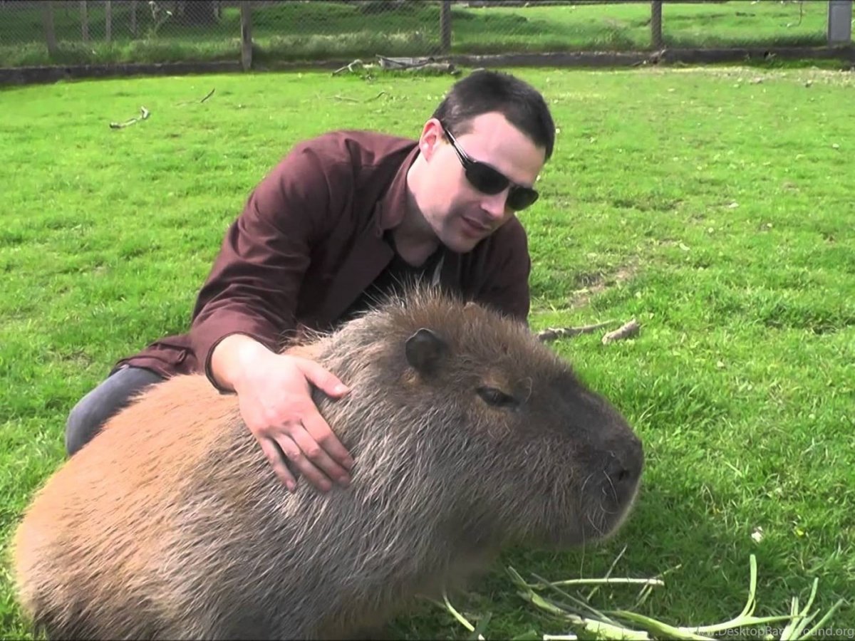 Огромные домашние крысы