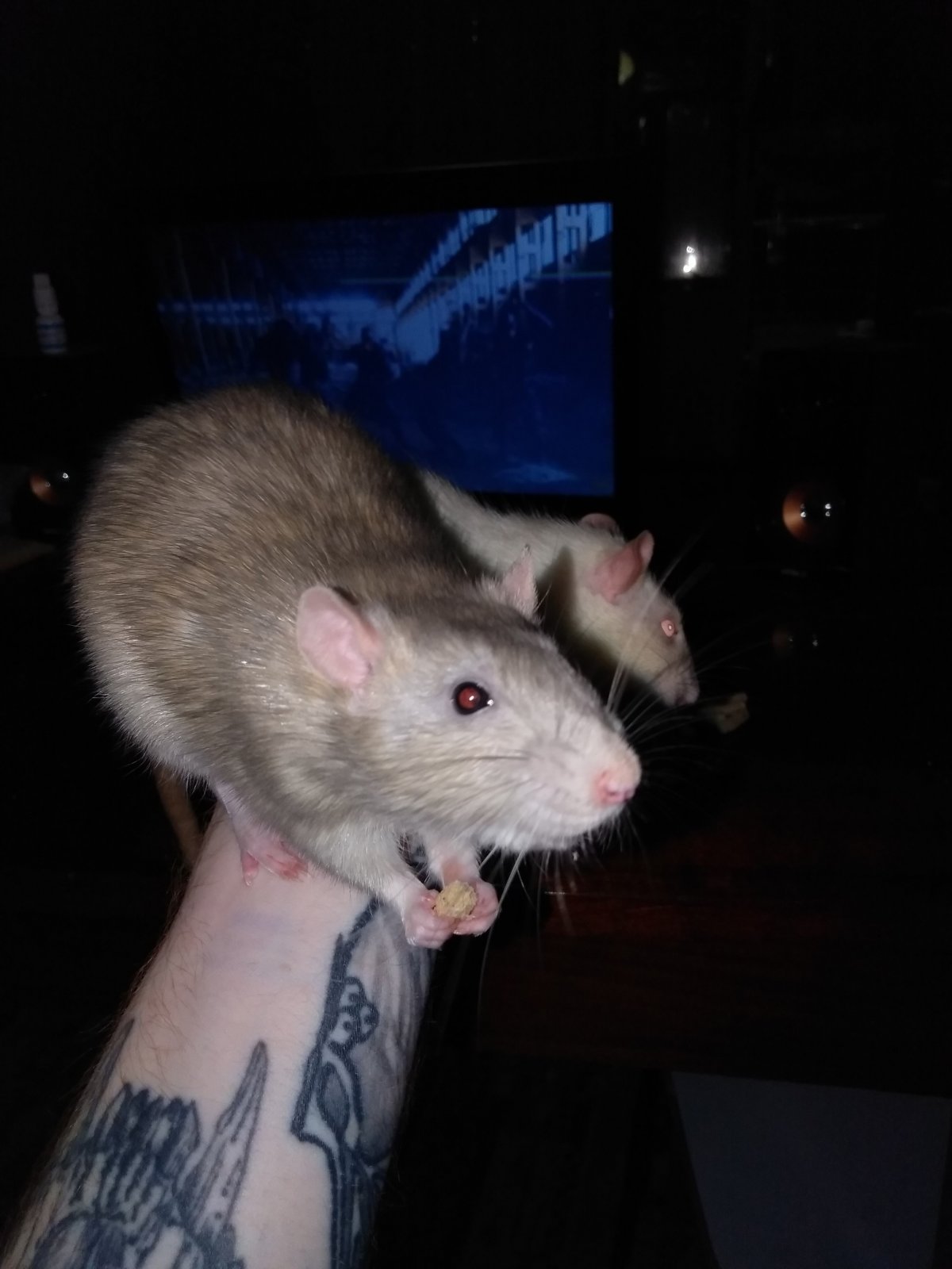 Крыса Дамбо