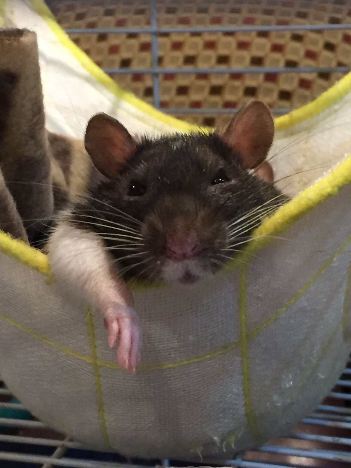 Гигантская крыса Флорес