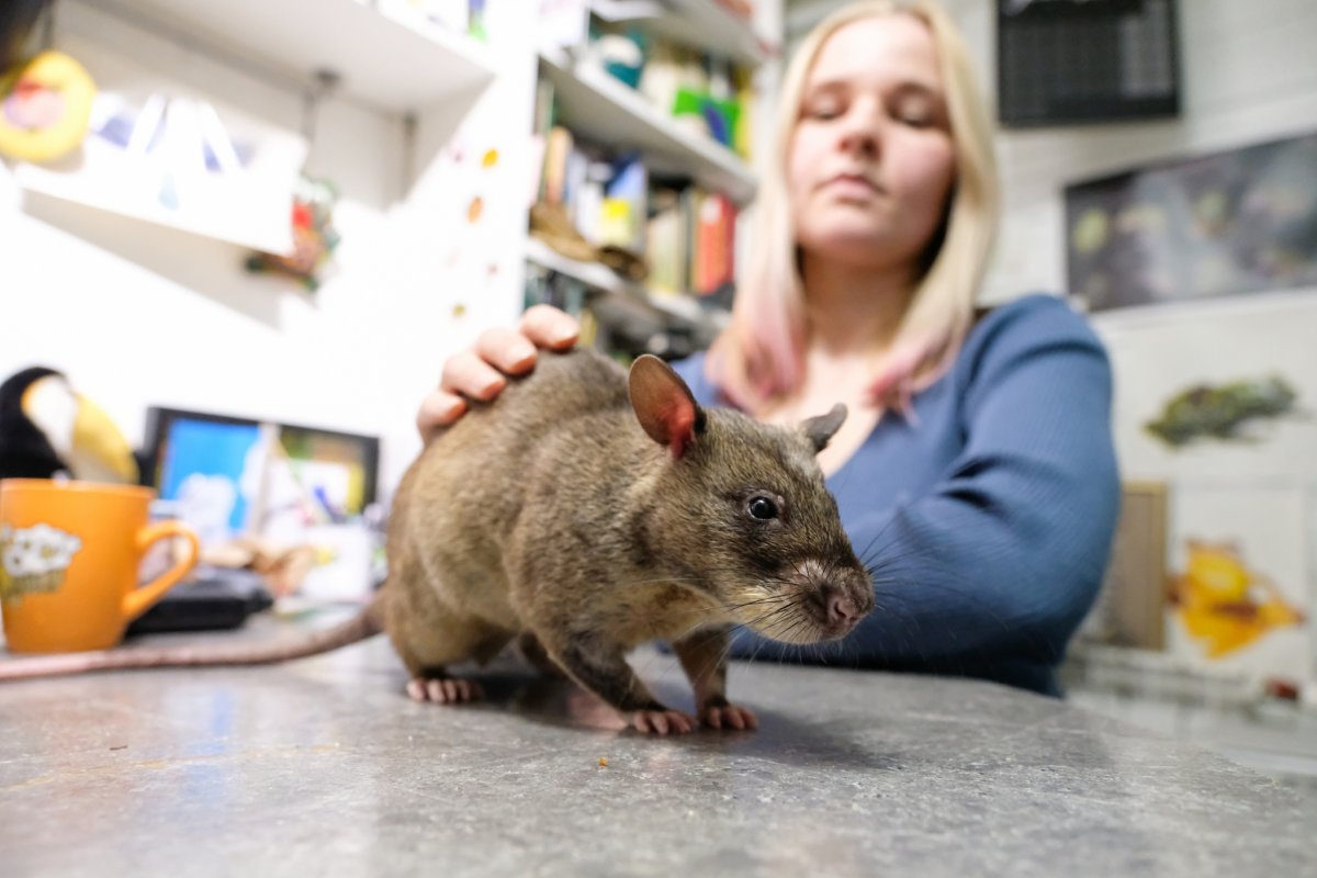 Самая гигантская крыса