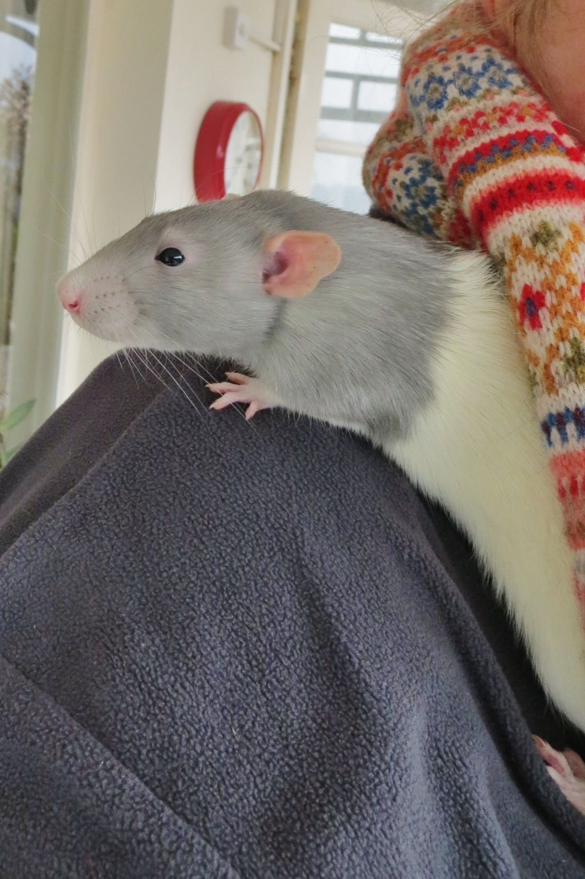 Смешные породы крыс