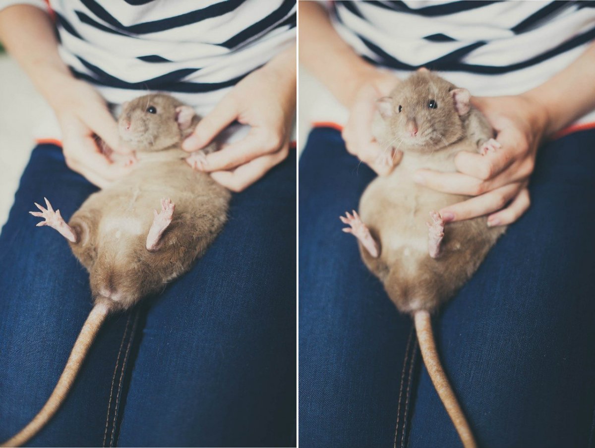 Крыса бежевая