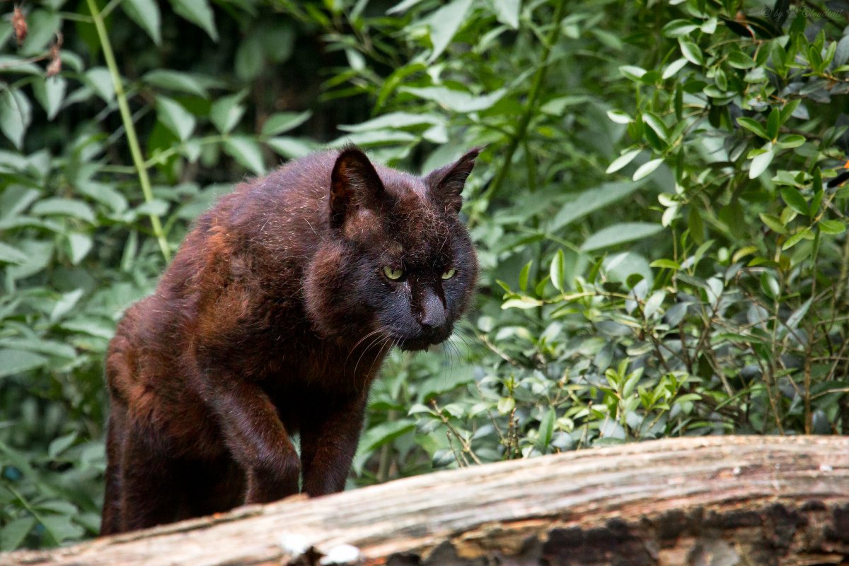 Сервал меланист
