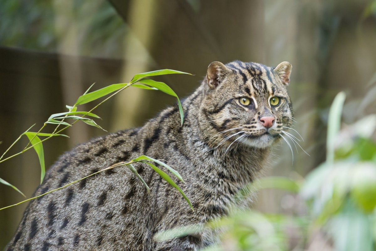 Камышовый кот (Болотная Рысь)