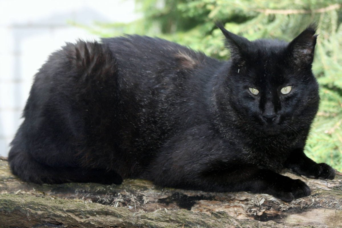 Камышовый кот домашний черный