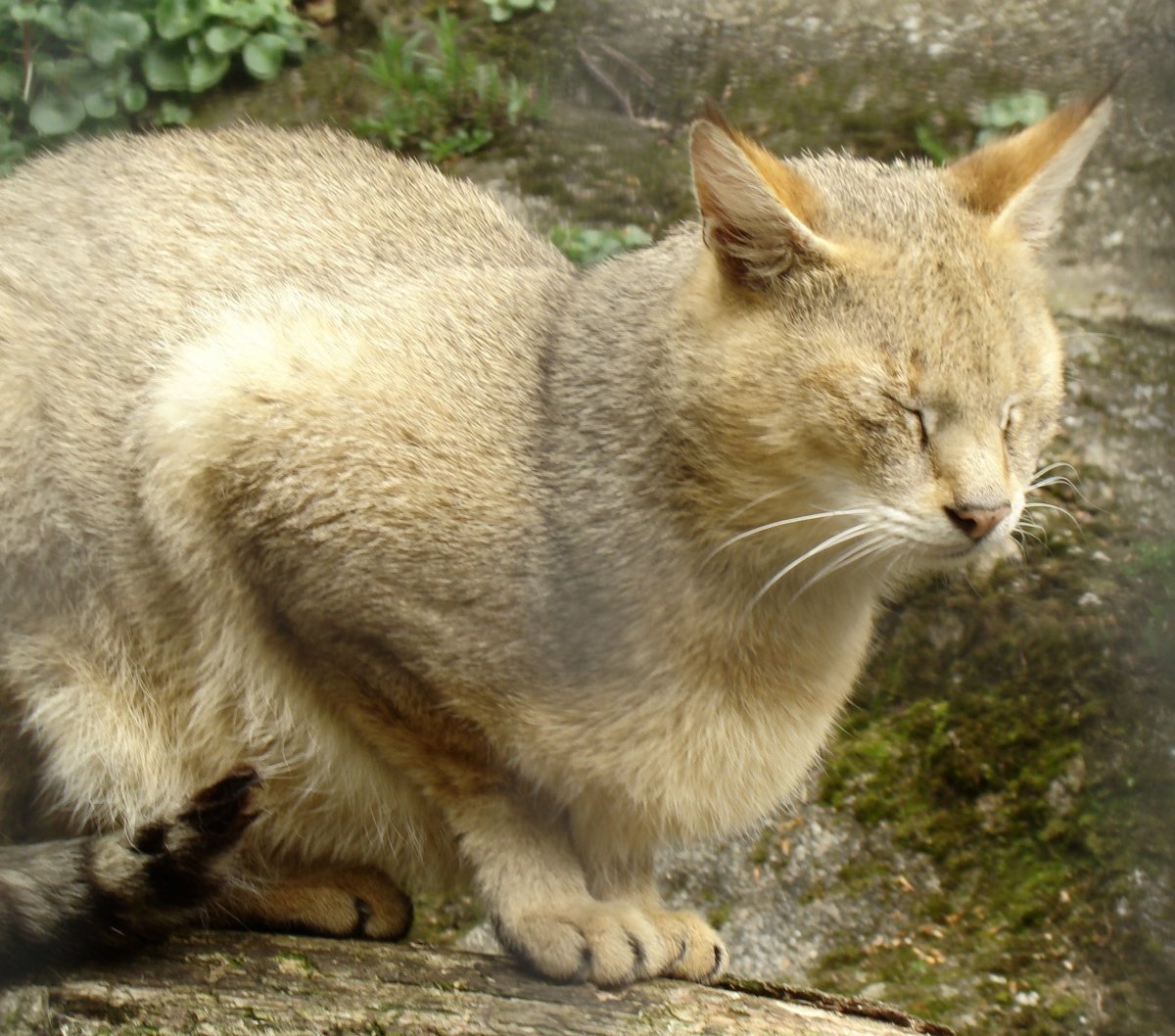 Лесной камышовый кот