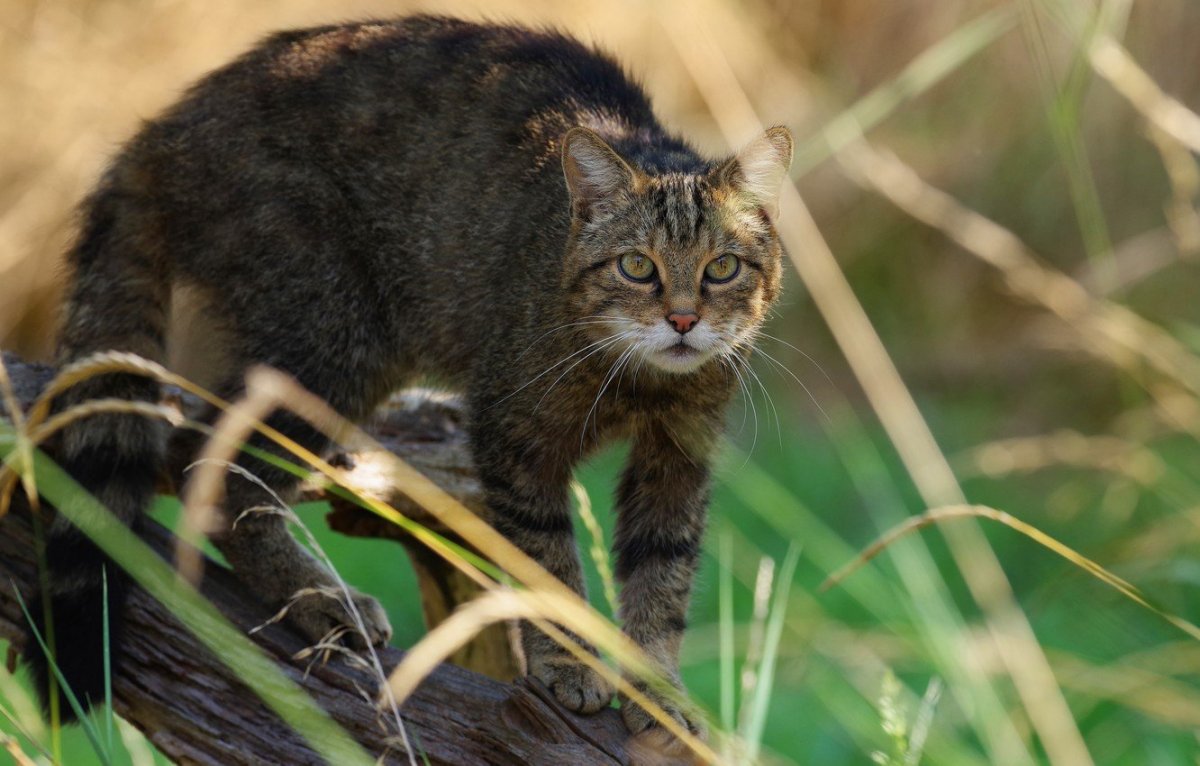 Камышовый кот меланист