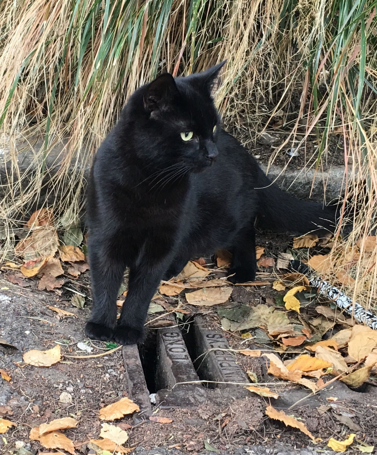 Камышовый кот черный