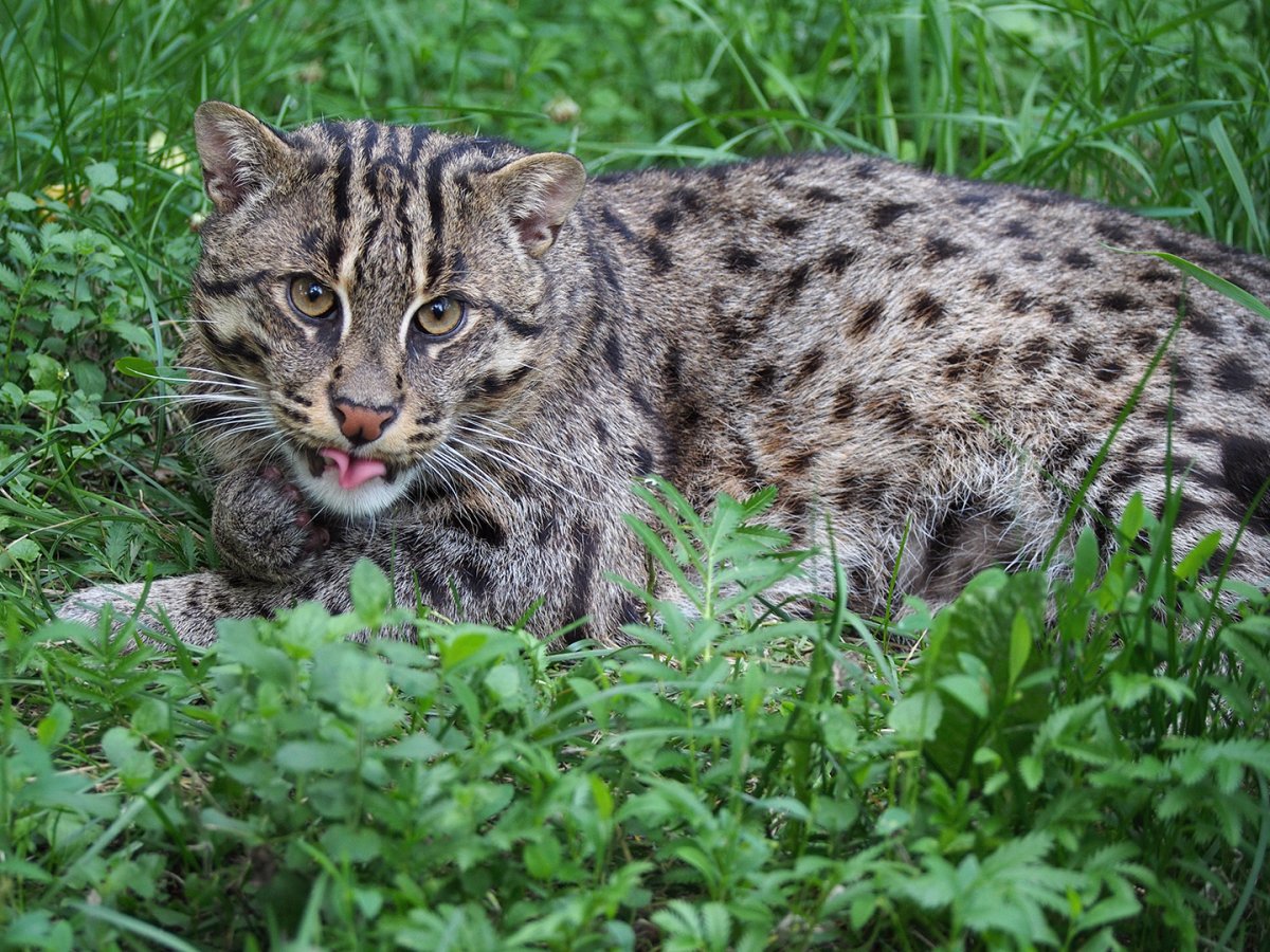 Балинез кошка черная