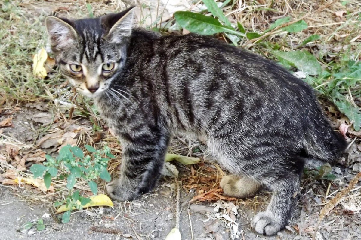 Порода кошек Бомбейская черная с белой грудкой