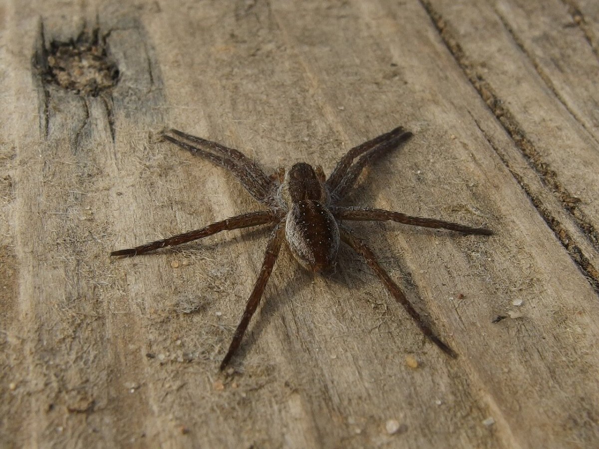 Дачные пауки