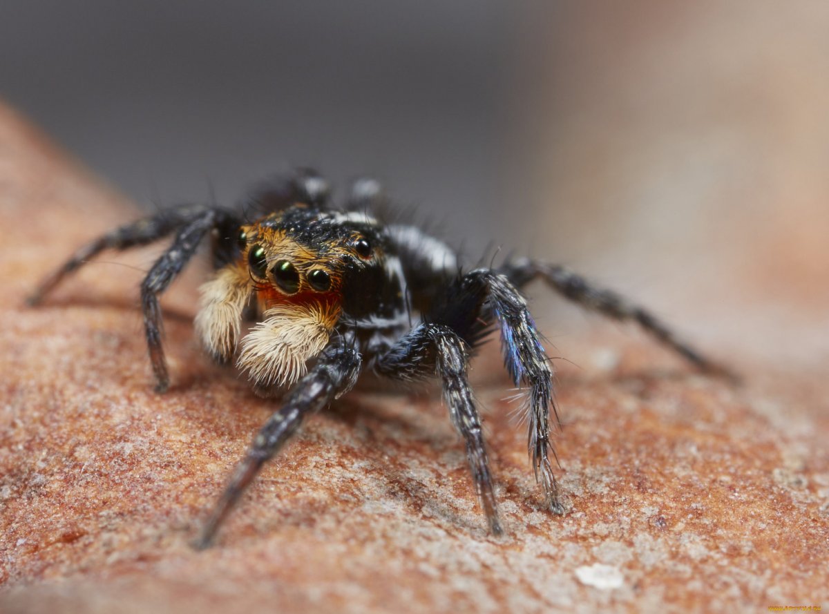 Паук пауки Плеваки