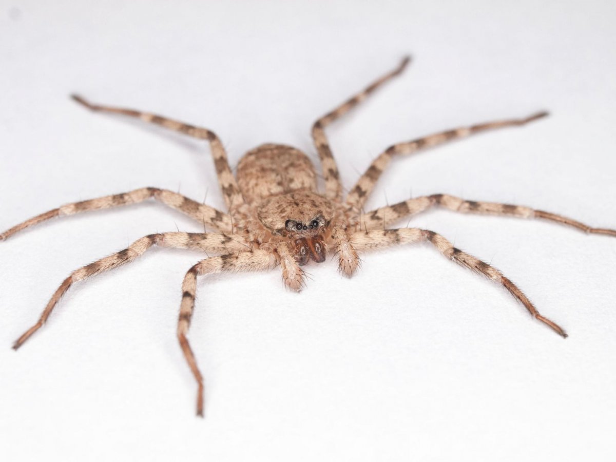 Черный паук с длинными лапами