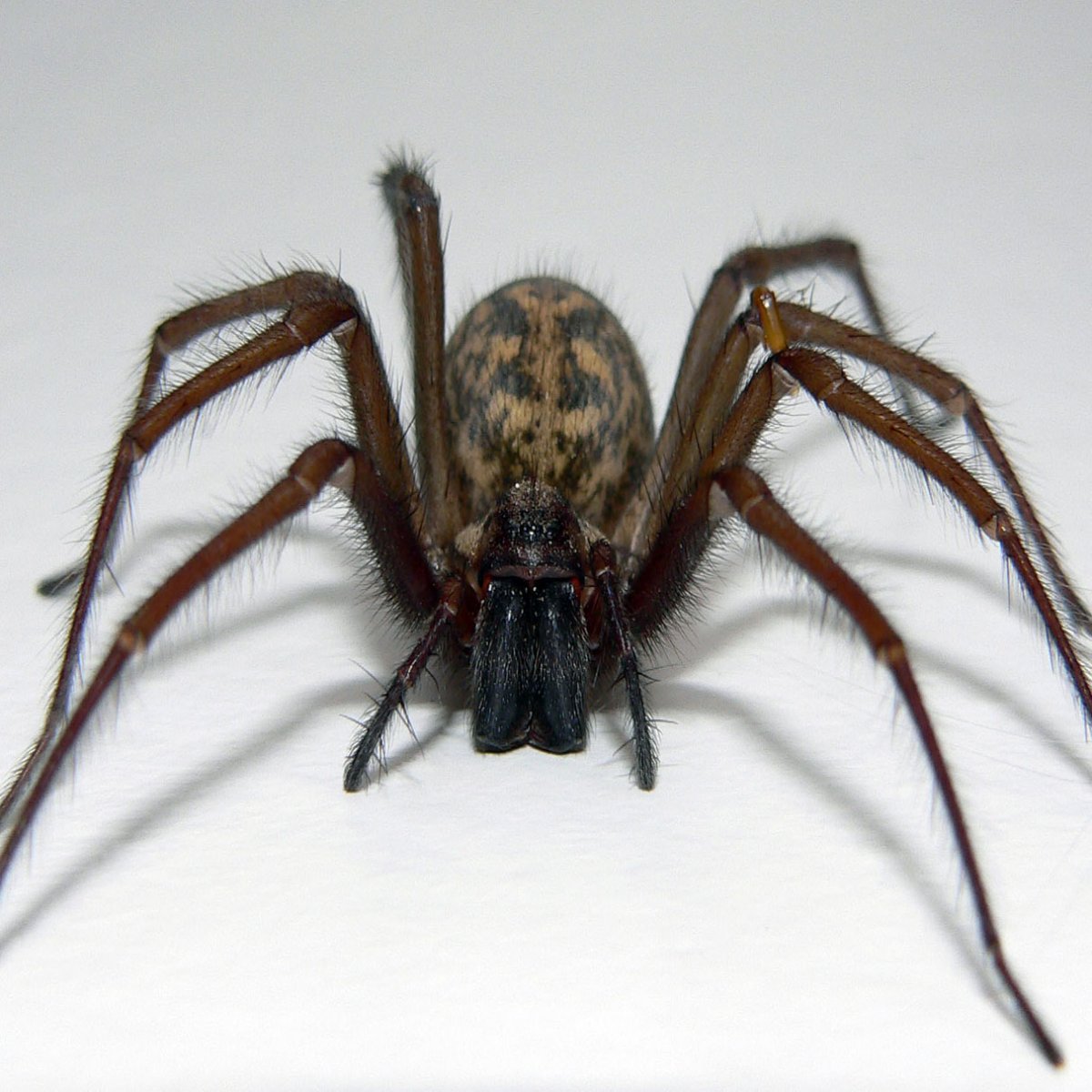 Костюм паука для собаки