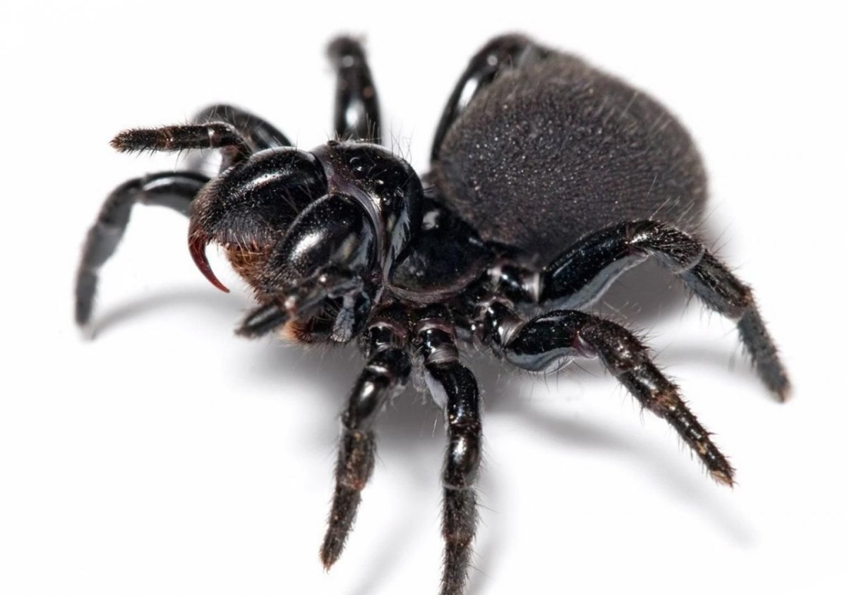 Черная вдова паук