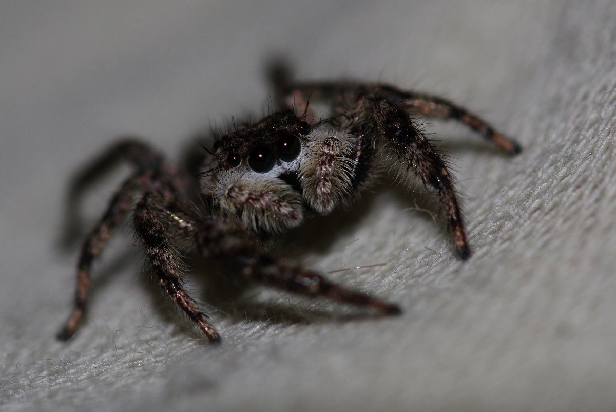 Пауки мутанты в Австралии