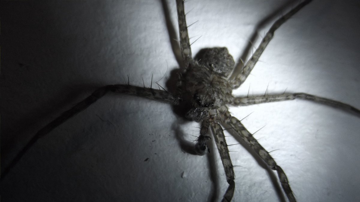 Паук скакун и потомства