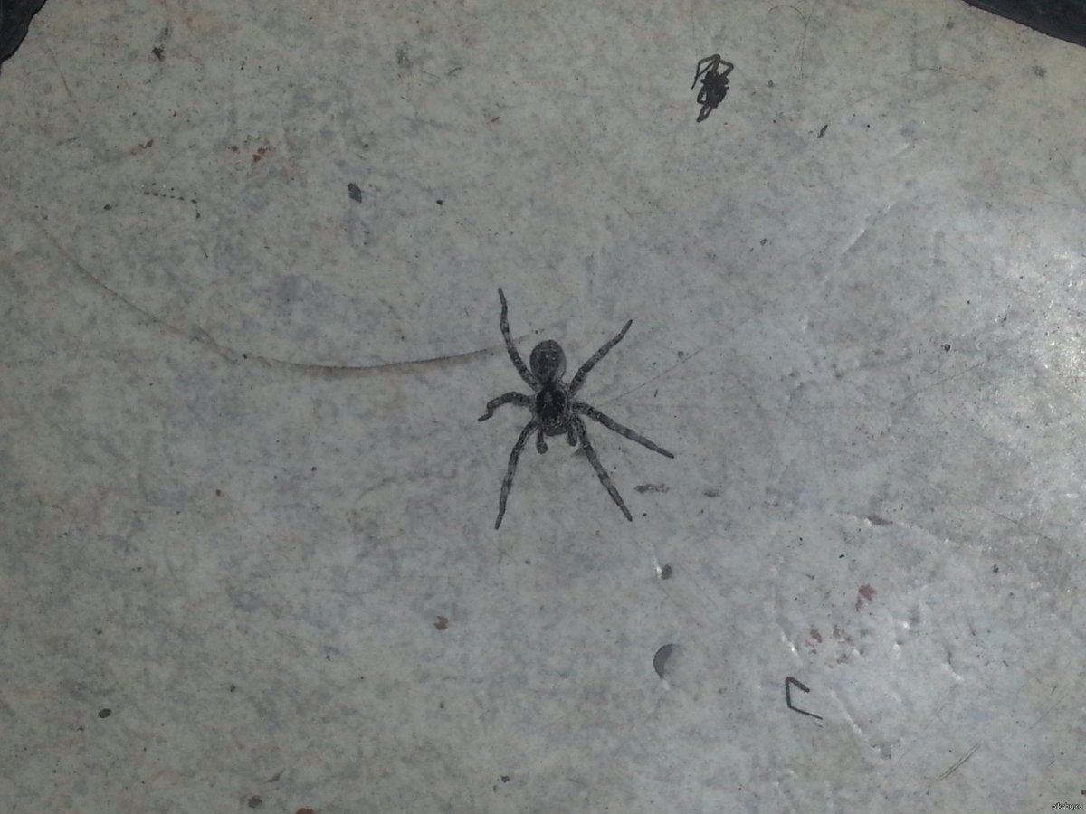 Паук семейства Selenopidae