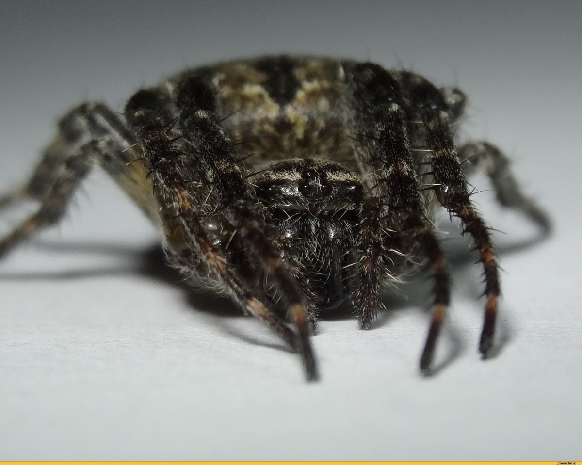Шестилапый домашний паук
