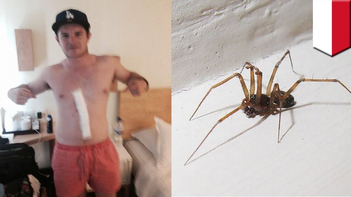 Прыгающий паучок