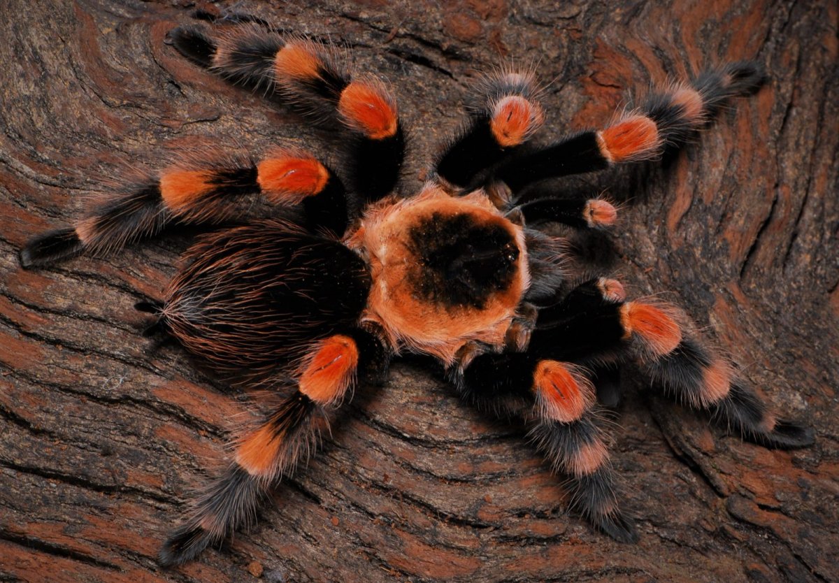 Паук из полипропилена