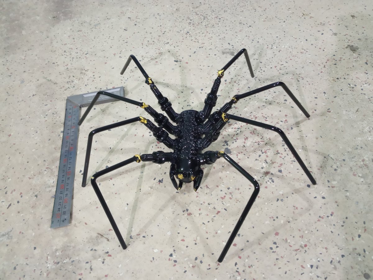 Чёрная вдова паук самец