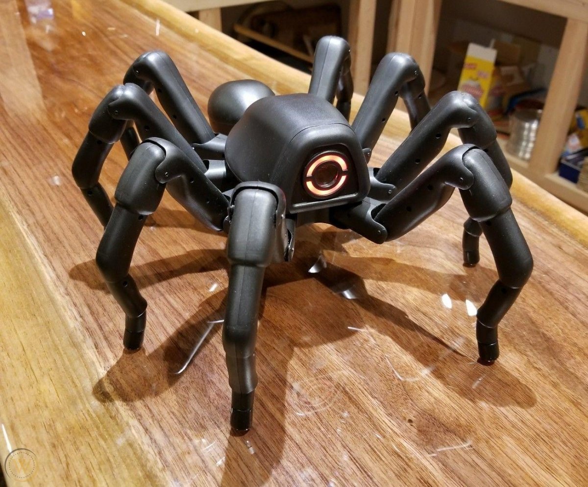 Мизгирь паук домашний черный