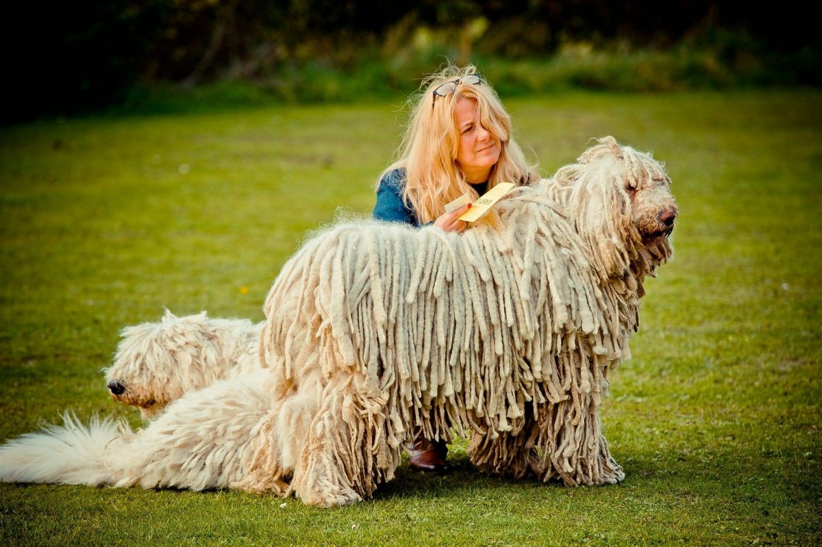 Венгерская овчарка Командор