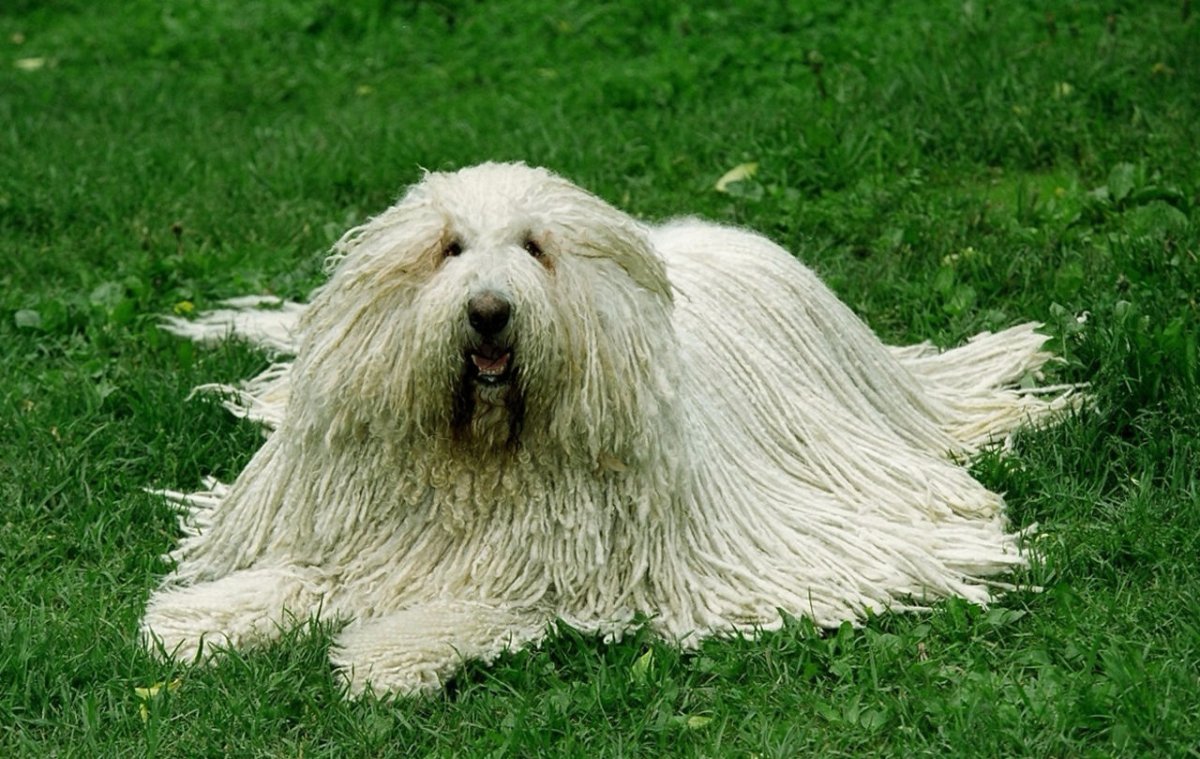 Бергамская овчарка Командор