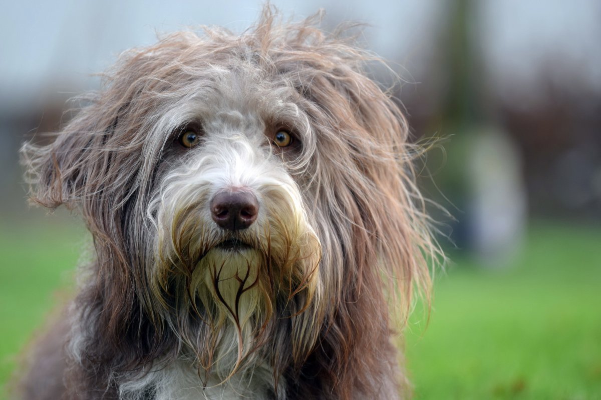 Пули порода собак