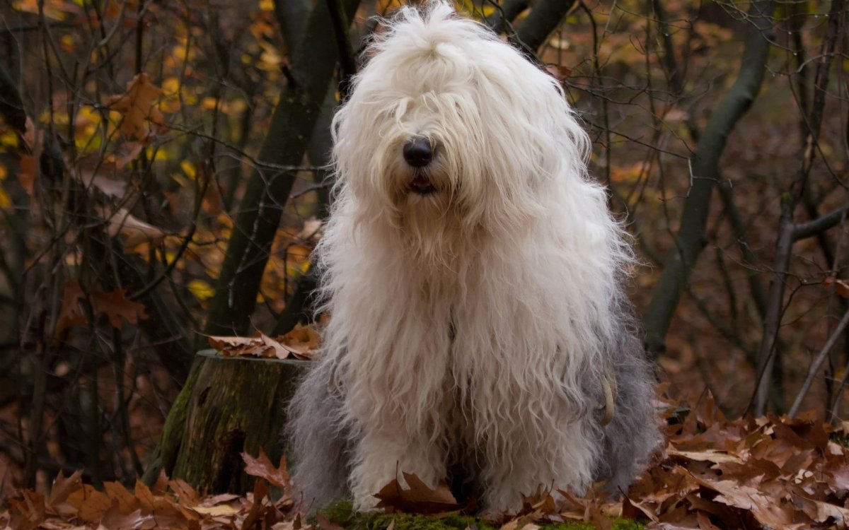 Гаванский Бишон хаванез