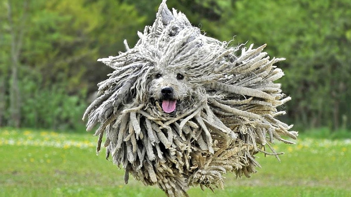 Овчарка швабра