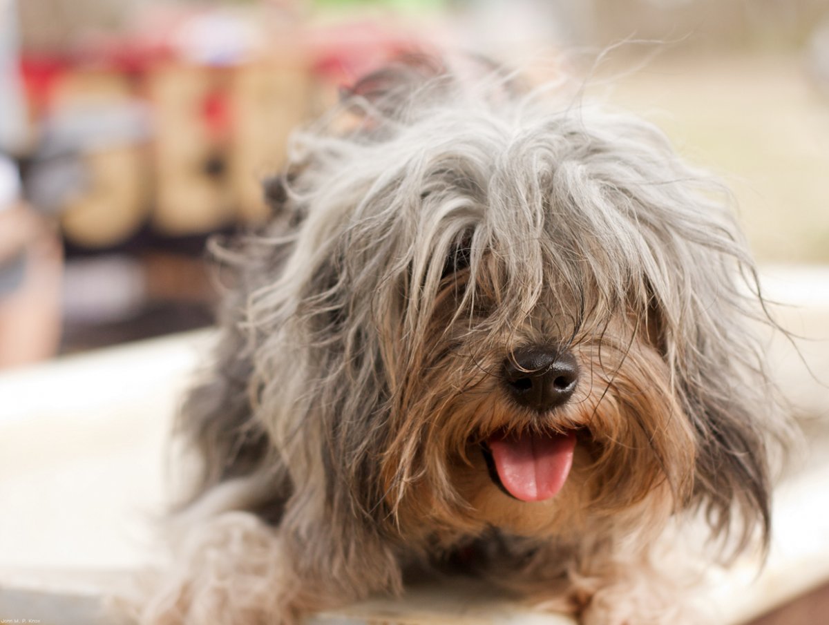 Канадские мохнатые собачки