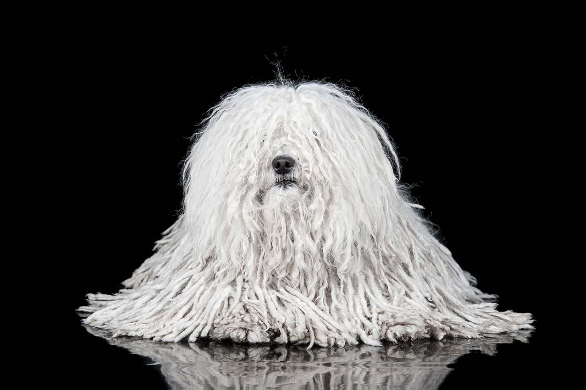 Лохматый пес фильм