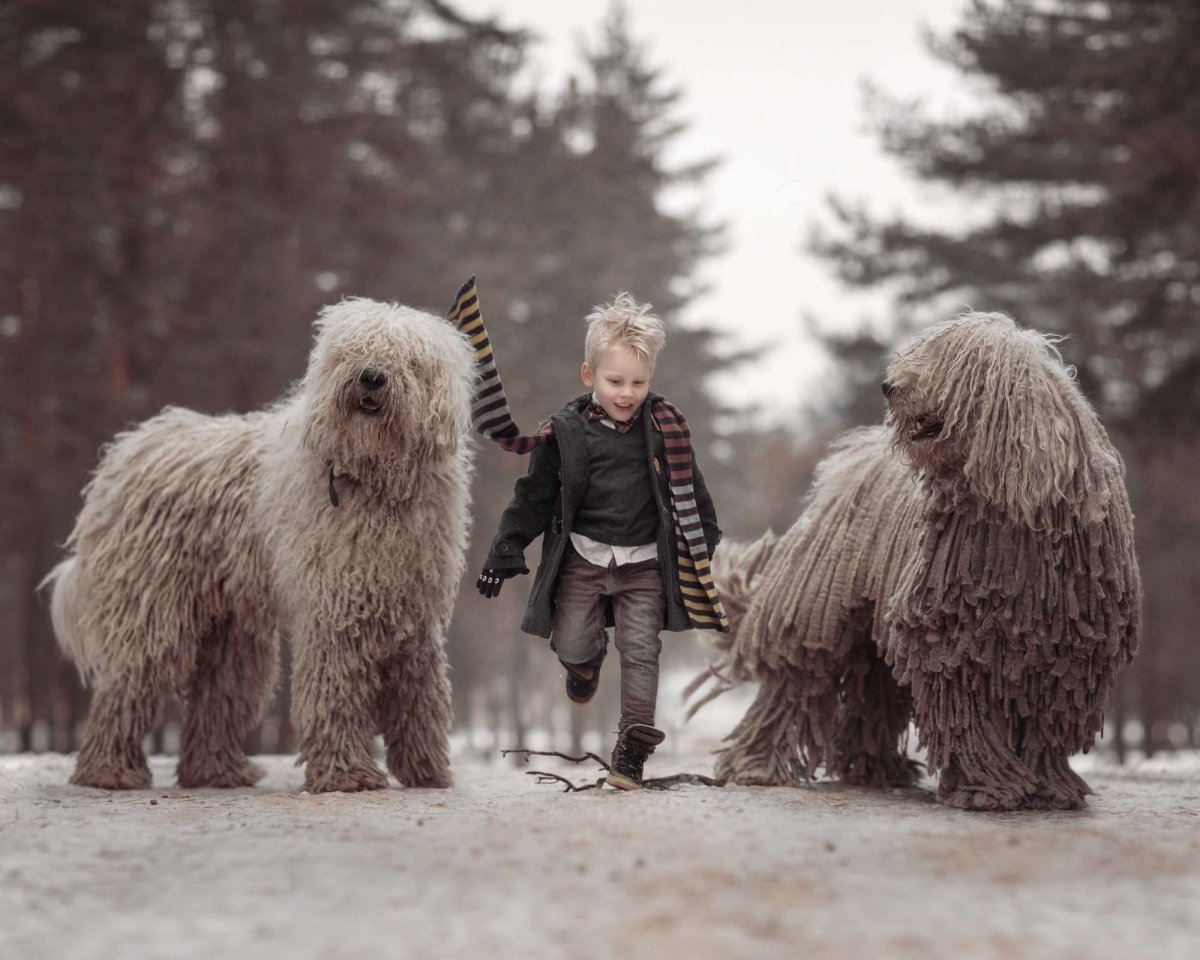 Огромная собака с длинной шерстью