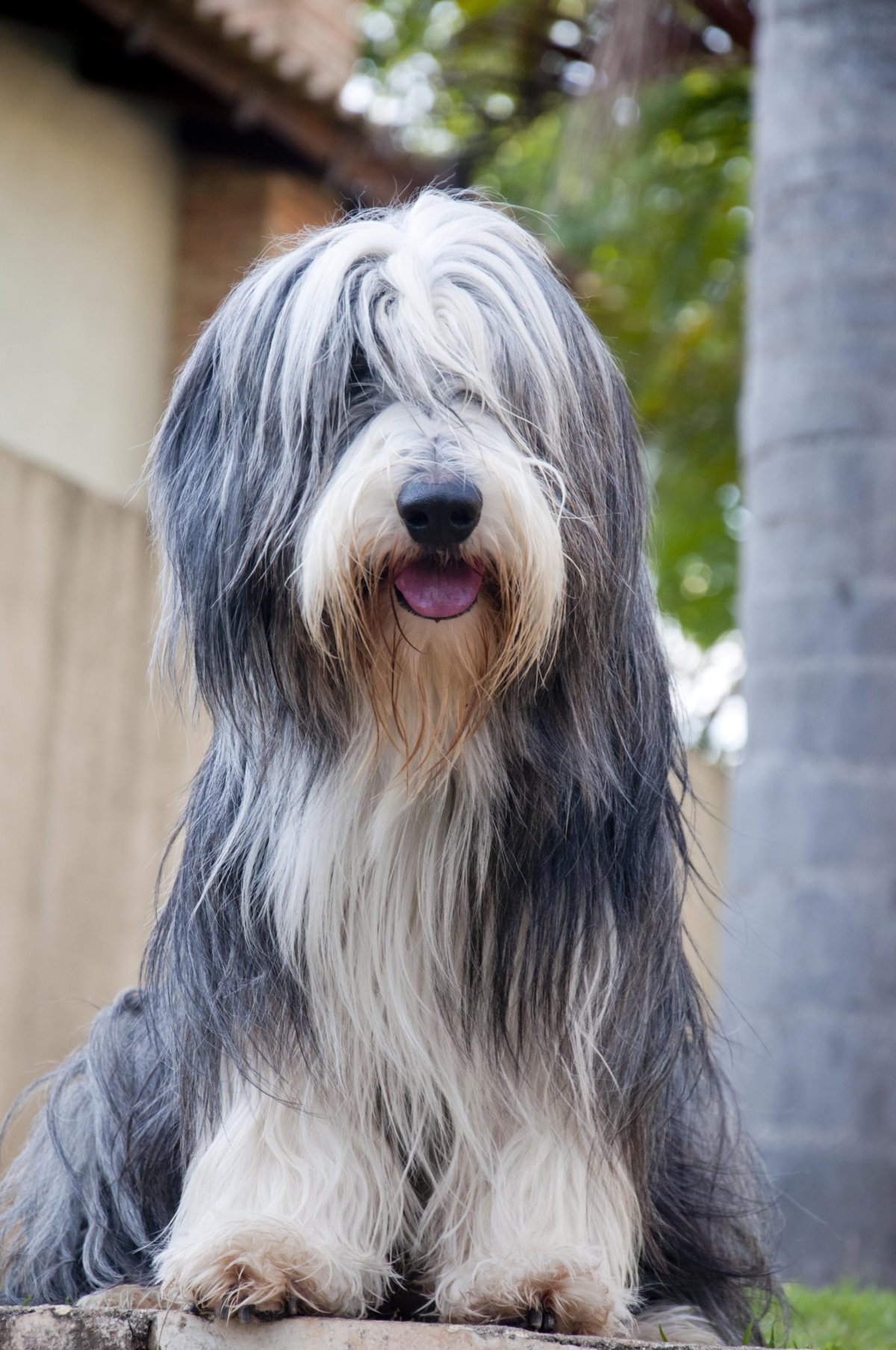 Лохматая собака