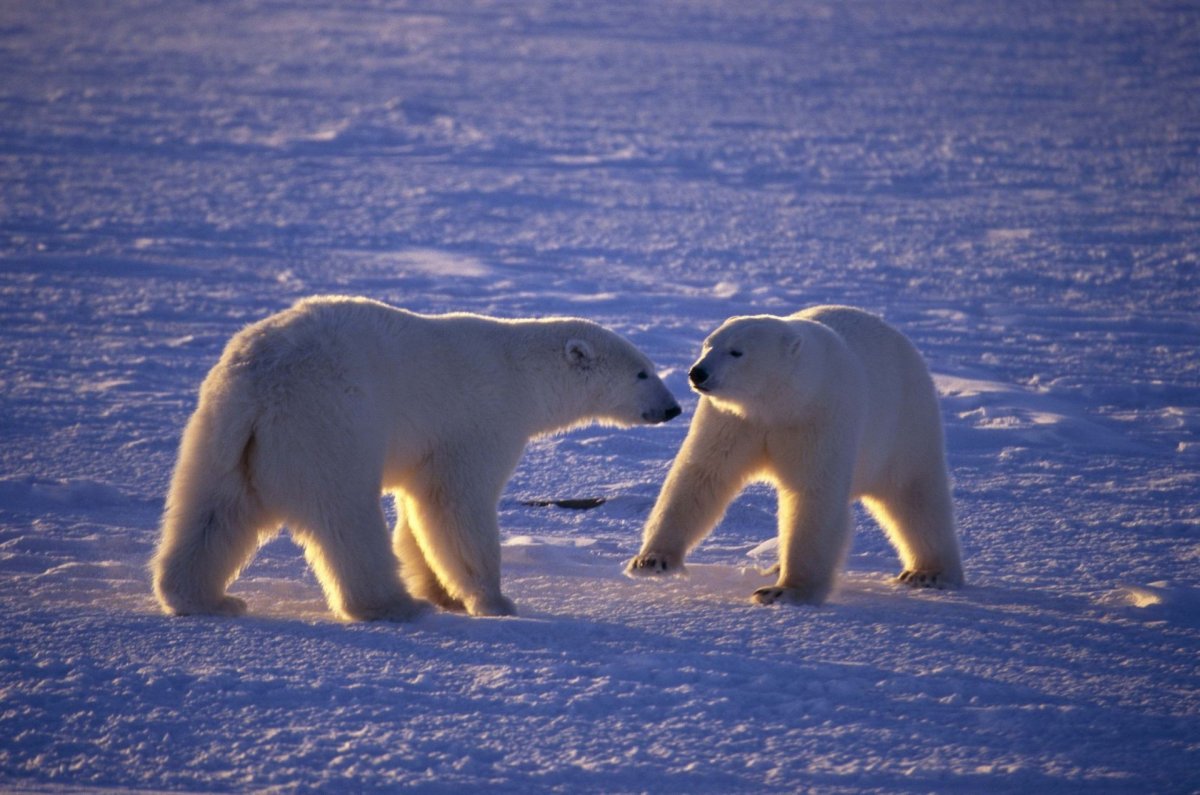 Северный полюс Арктика животные