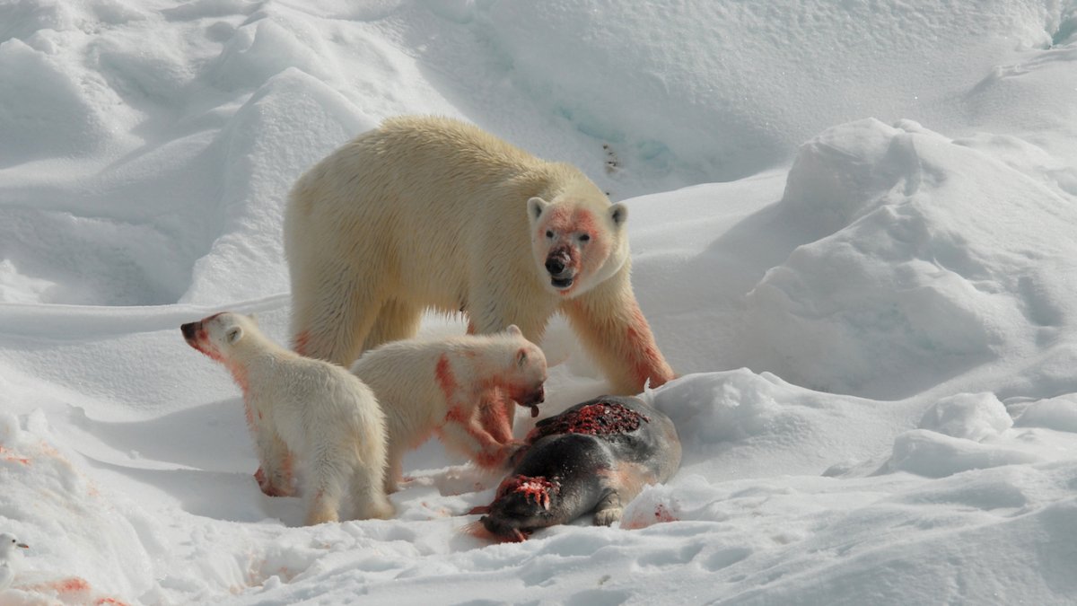 Полярная одержимость пола Никлена