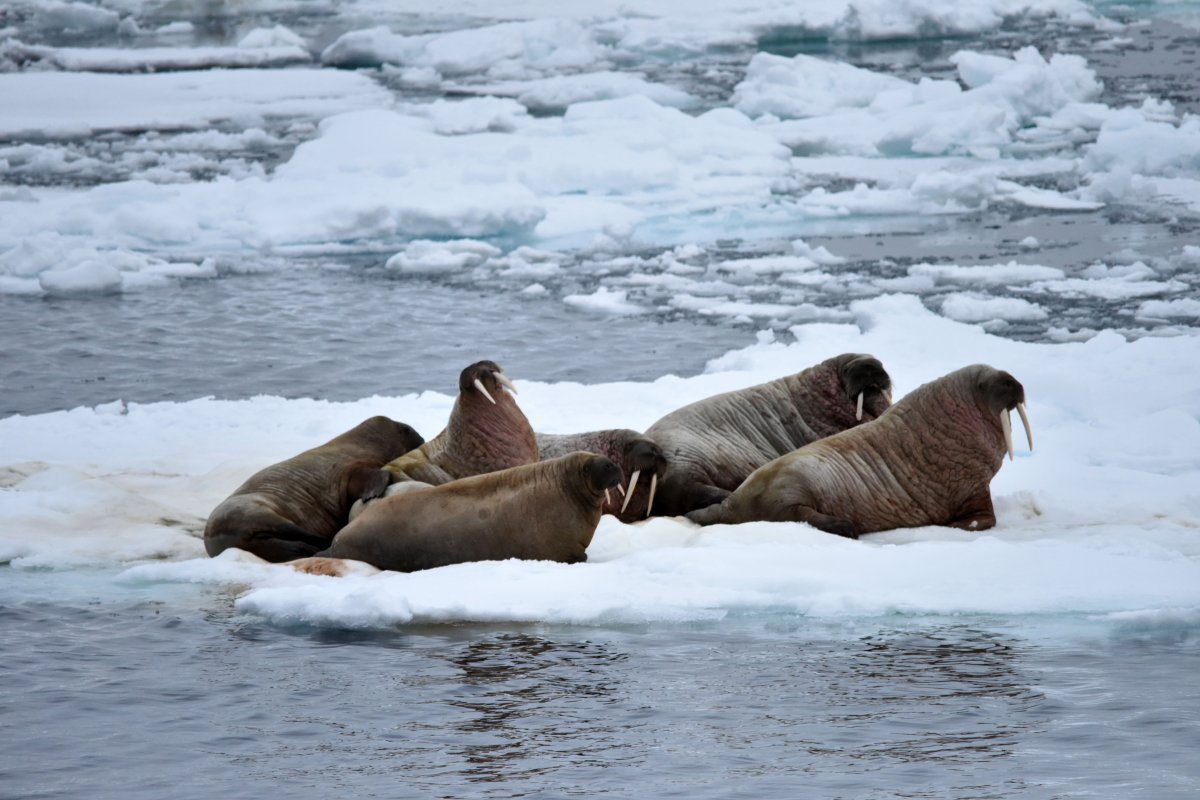 Фигурки животных Северного полюса