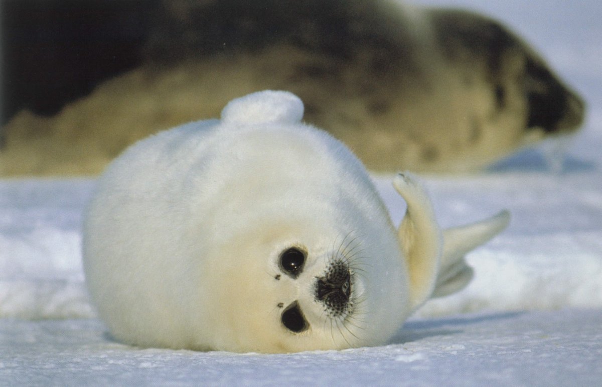 Белый медведь хозяин Арктики