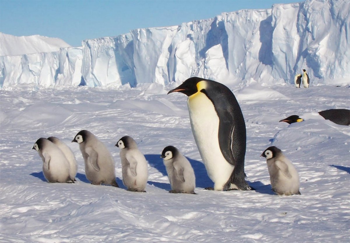 Антарктида морской котик