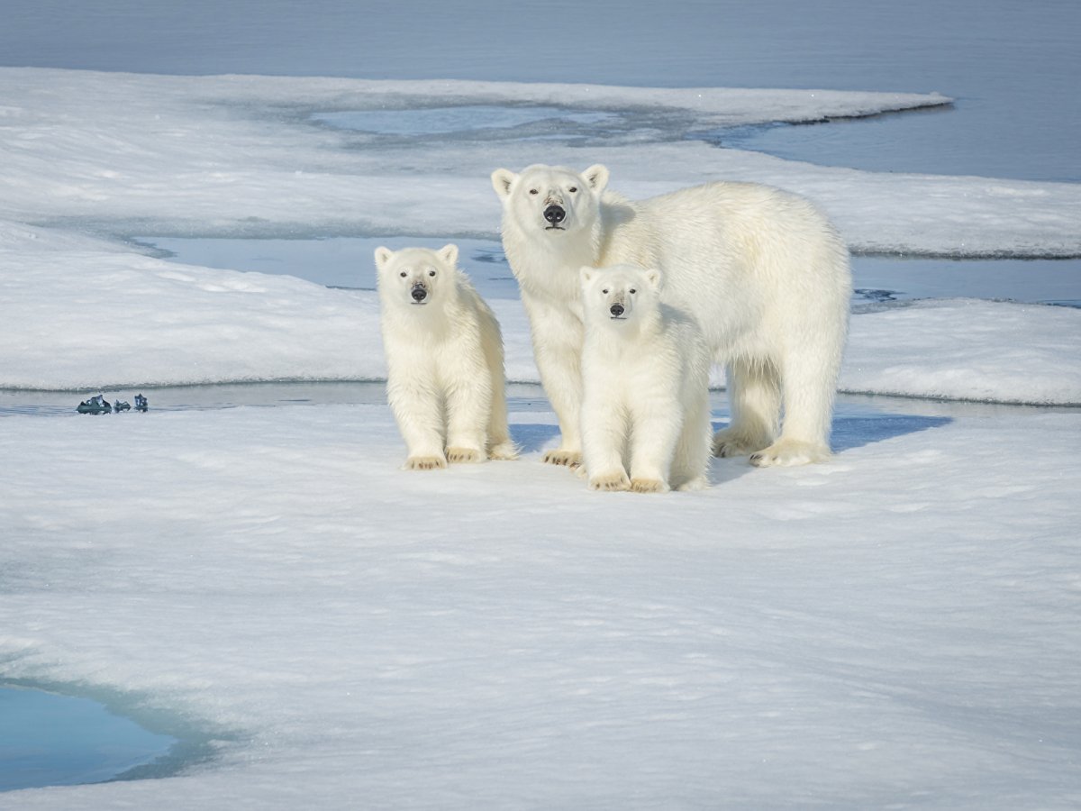 Тюлень белёк в Арктике