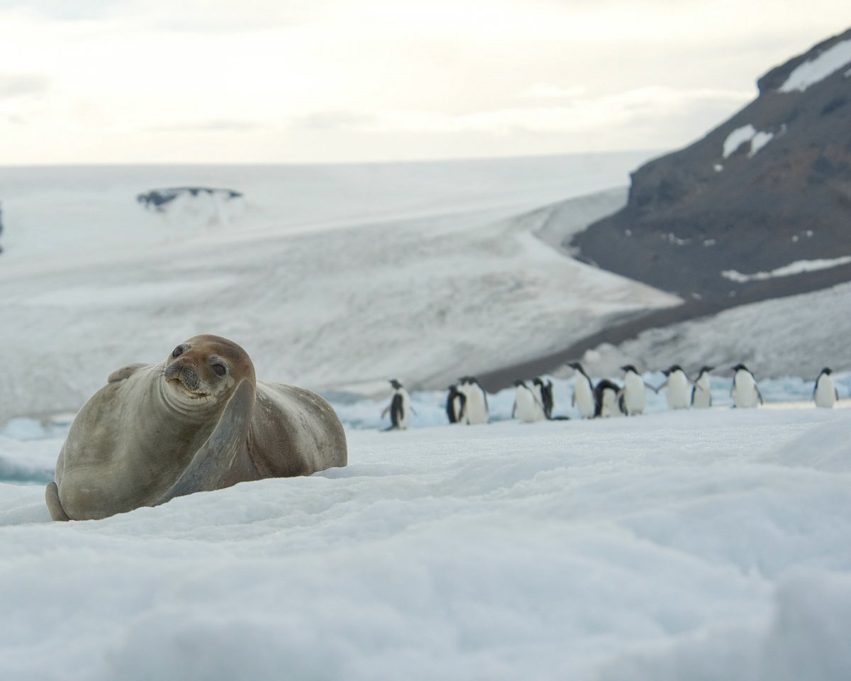 Гренландский тюлень