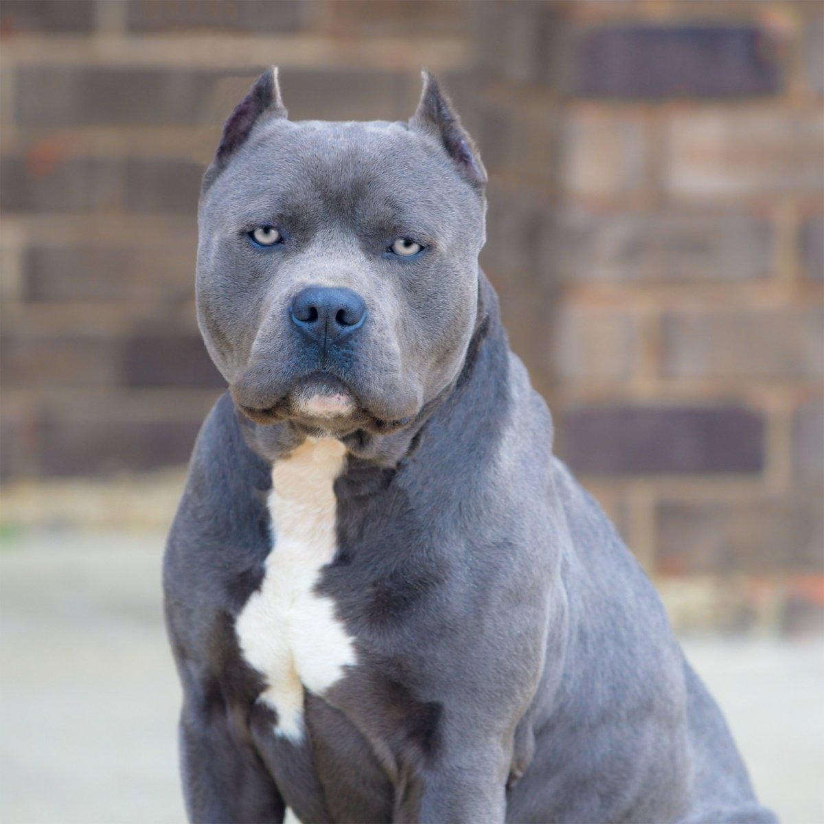 Собака бультерьер