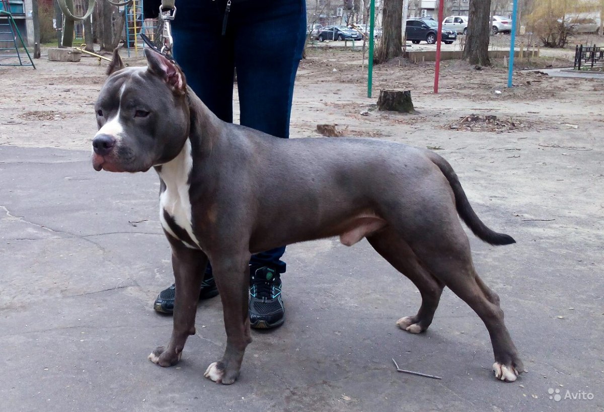 Американский стаффордширский терьер серый