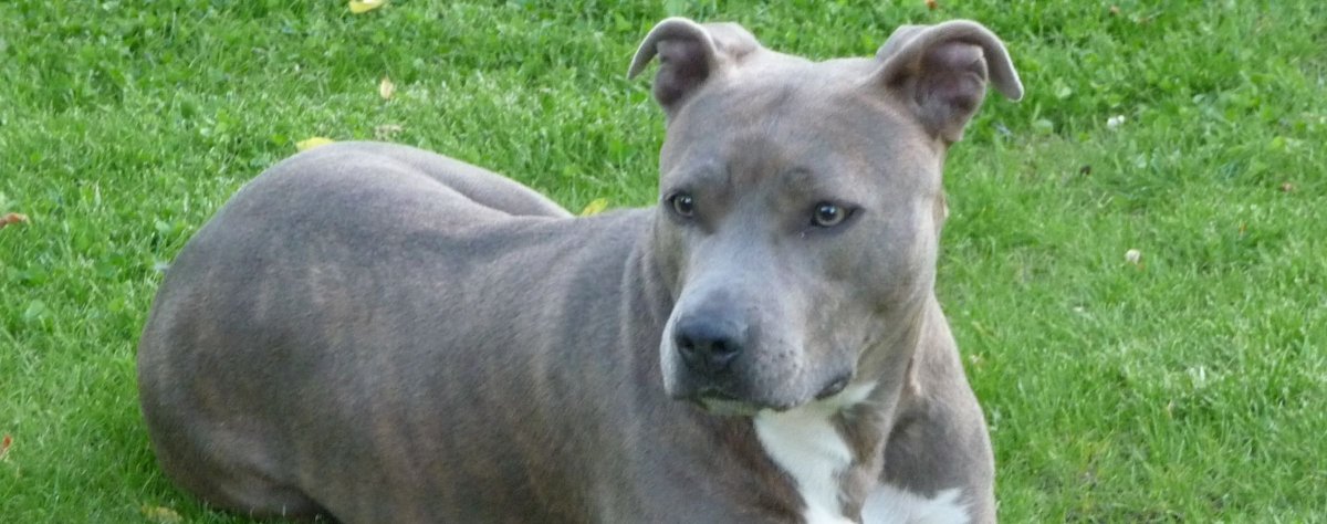 Питбуль серо дымчатого