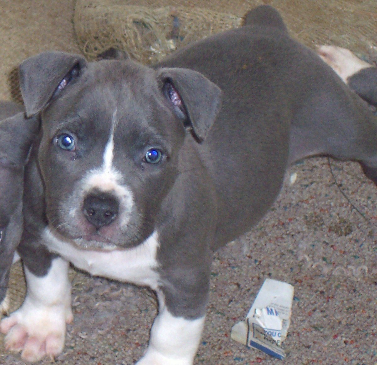 Амстафф Мерль